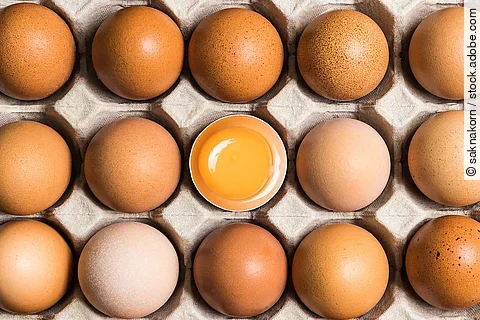 Auf dem Bild sind 15 weiße Eier in einem offenen Eierkarton angeordnet. Die Eier liegen eng beieinander, jedes in einer kleinen Vertiefung des Kartons. In der Mitte des Kartons befindet sich ein Ei, dessen obere Schale fehlt, sodass das leuchtend gelbe Eigelb deutlich sichtbar ist.