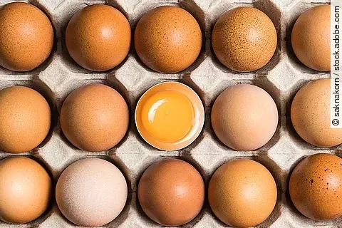 Auf dem Bild sind 15 weiße Eier in einem offenen Eierkarton angeordnet. Die Eier liegen eng beieinander, jedes in einer kleinen Vertiefung des Kartons. In der Mitte des Kartons befindet sich ein Ei, dessen obere Schale fehlt, sodass das leuchtend gelbe Eigelb deutlich sichtbar ist.