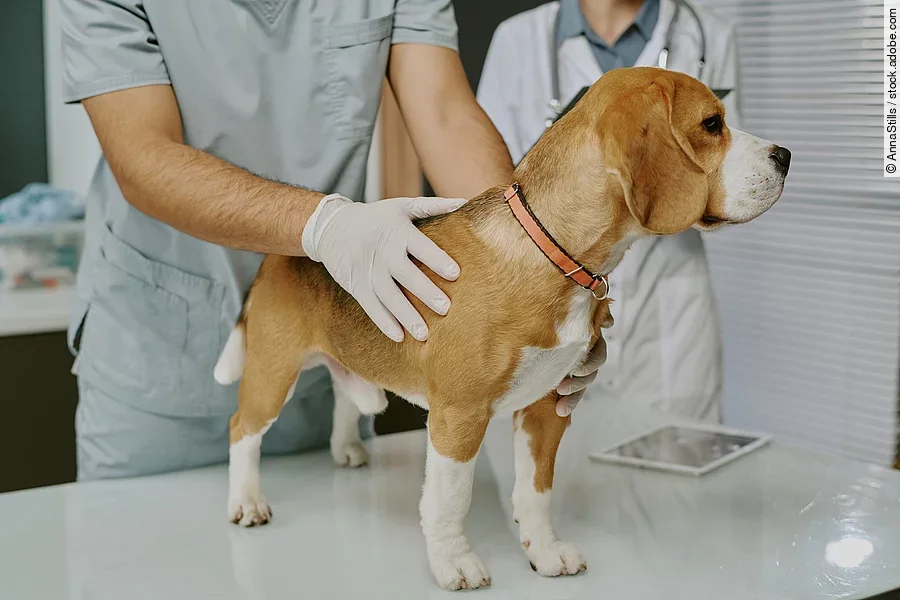 Ein Beagle steht in einem Behandlungszimmer auf einem Tisch. Er wird von einer Person mit Einmalhandschuhen untersucht. Im Hintergrund steht eine weitere medizinische Person mit weißem Kittel und Stethoskop um den Hals gehangen. Der Hund schaut zur Seite und trägt ein orangenes Halsband.  