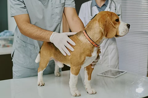 Ein Beagle steht in einem Behandlungszimmer auf einem Tisch. Er wird von einer Person mit Einmalhandschuhen untersucht. Im Hintergrund steht eine weitere medizinische Person mit weißem Kittel und Stethoskop um den Hals gehangen. Der Hund schaut zur Seite und trägt ein orangenes Halsband.  