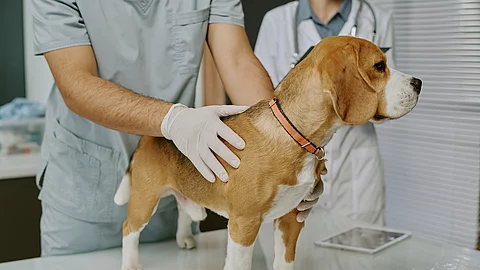 Ein Beagle steht in einem Behandlungszimmer auf einem Tisch. Er wird von einer Person mit Einmalhandschuhen untersucht. Im Hintergrund steht eine weitere medizinische Person mit weißem Kittel und Stethoskop um den Hals gehangen. Der Hund schaut zur Seite und trägt ein orangenes Halsband.  