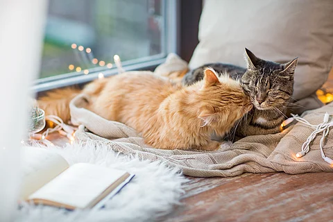 Zwei Katzen liegen in einer Wohnung auf einer Decke. Hinter ihnen ist ein Fenster. Sie schmusen miteinander. Ein Katze hat rötliches Fell und die andere braun-schwarz getigertes Fell.