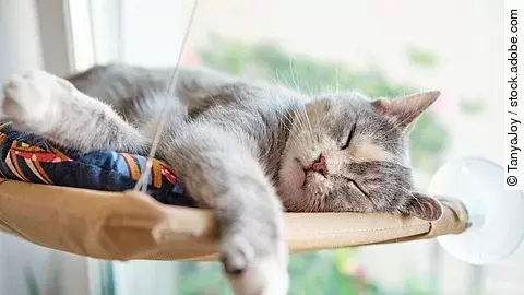 Eine mehrfarbige Katze schläft glücklich und zufrieden in ihrer Hängematte, die am Fenster hängt.