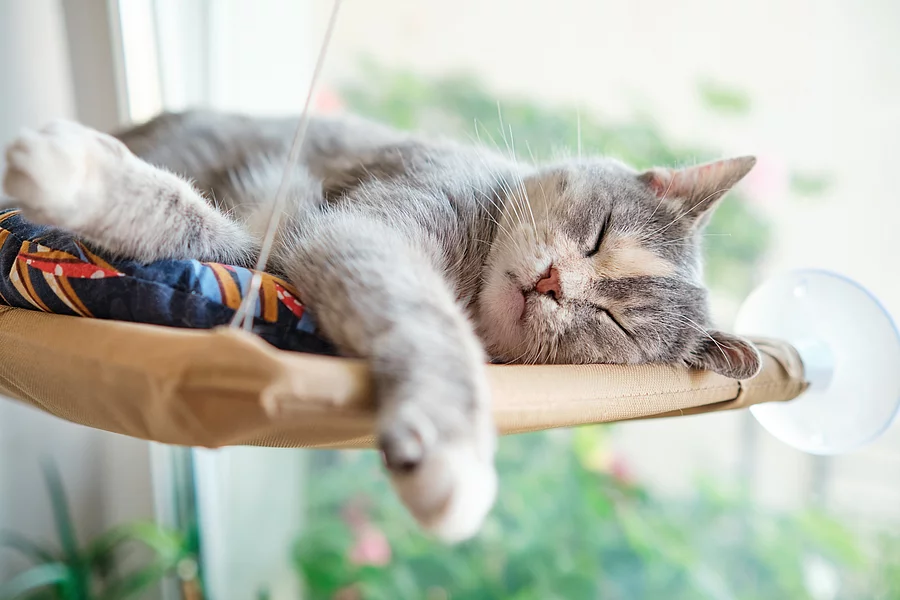 Eine mehrfarbige Katze schläft glücklich und zufrieden in ihrer Hängematte, die am Fenster hängt.