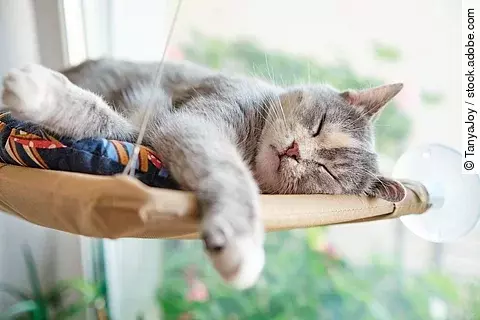 Eine mehrfarbige Katze schläft glücklich und zufrieden in ihrer Hängematte, die am Fenster hängt.