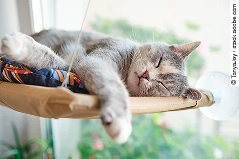 Eine mehrfarbige Katze schläft glücklich und zufrieden in ihrer Hängematte, die am Fenster hängt.