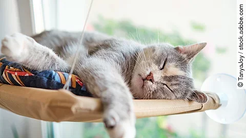 Eine mehrfarbige Katze schläft glücklich und zufrieden in ihrer Hängematte, die am Fenster hängt.