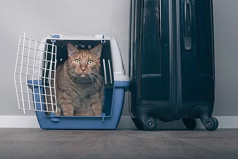 Eine Katze sitzt in einer Transportbox. Neben der Transportbox steht ein Reisekoffer.