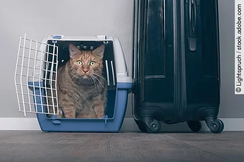 Eine Katze sitzt in einer Transportbox. Neben der Transportbox steht ein Reisekoffer.