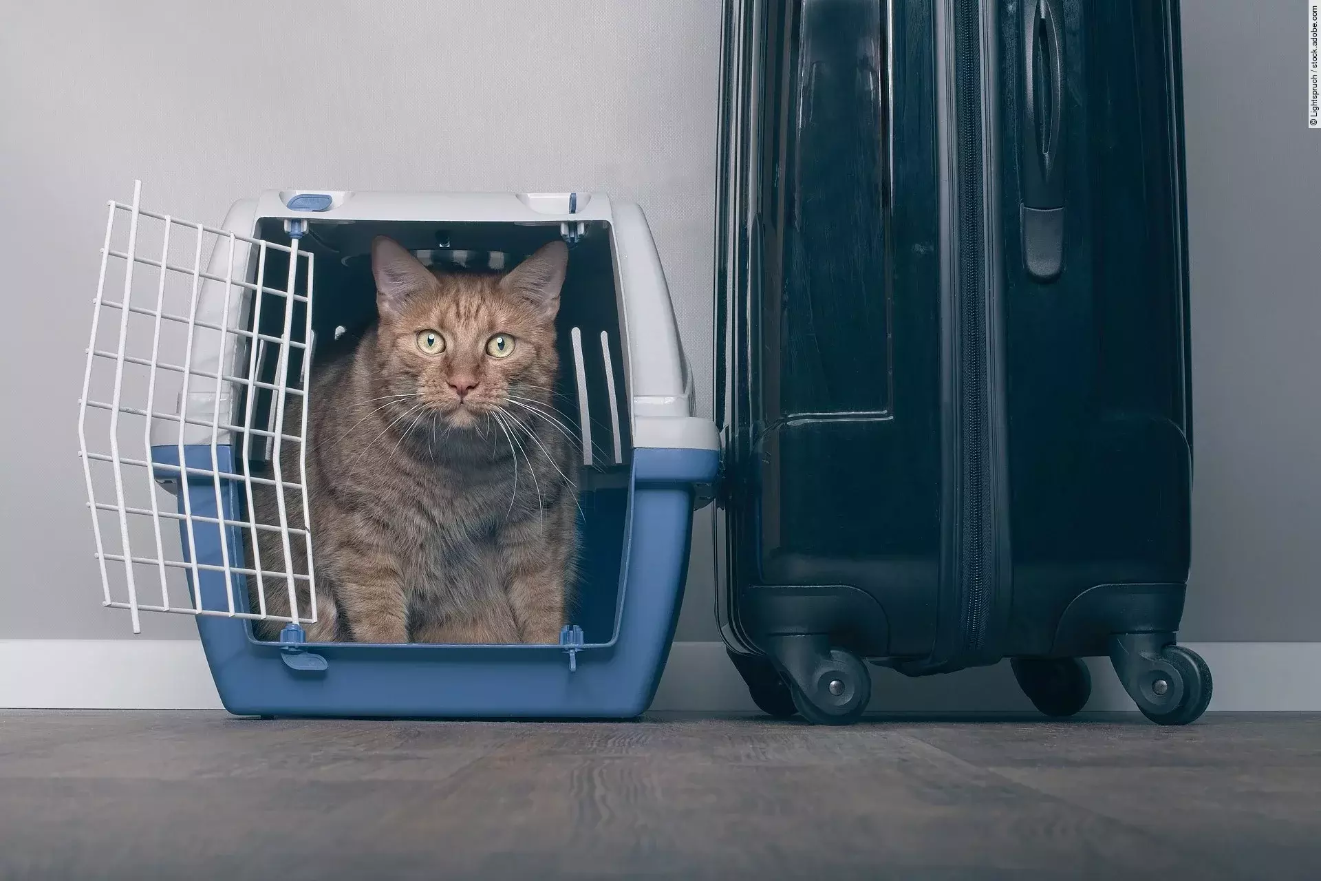 Eine Katze sitzt in einer Transportbox. Neben der Transportbox steht ein Reisekoffer.