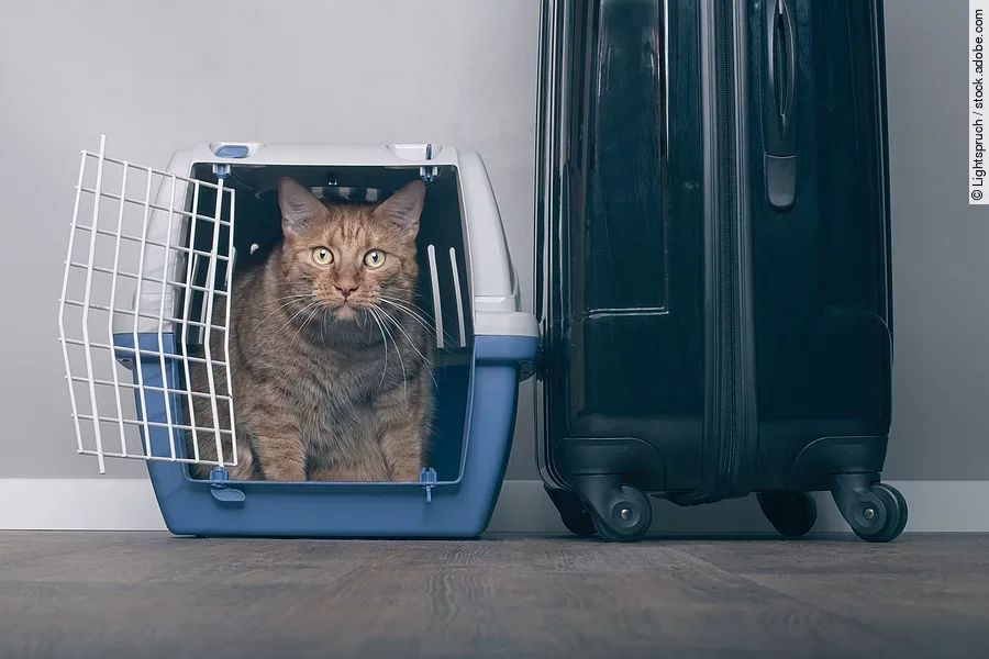 Traveling with a cat - Ginger cat in a pet carrier next to a su Eine Katze sitzt in einer Transportbox. Neben der Transportbox steht ein Reisekoffer.