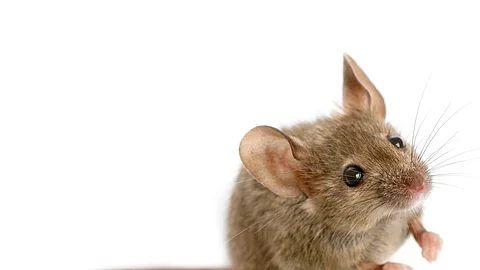 Wood mouse in front of a white background