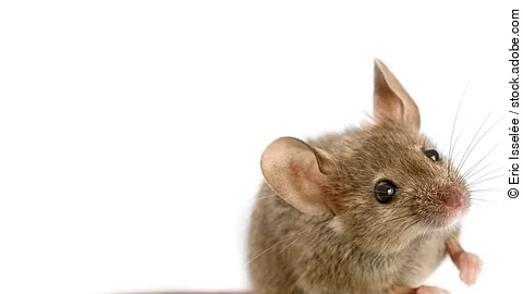 Wood mouse in front of a white background
