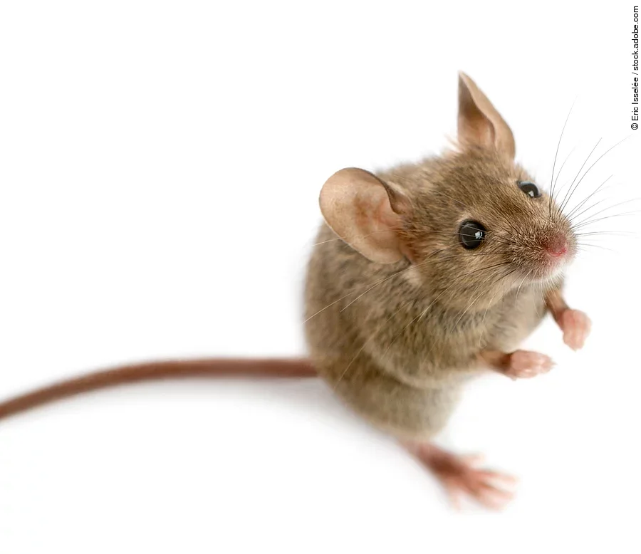 Wood mouse in front of a white background