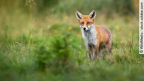Alert red fox looking on a green glade in summer with copy space
