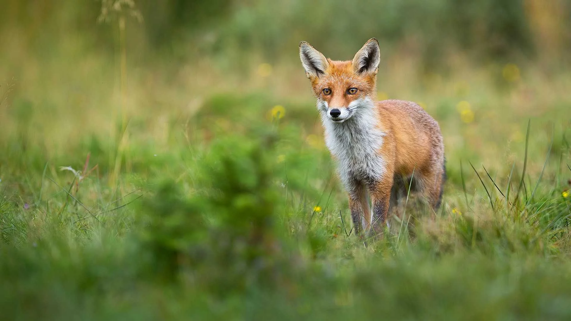 Alert red fox looking on a green glade in summer with copy space