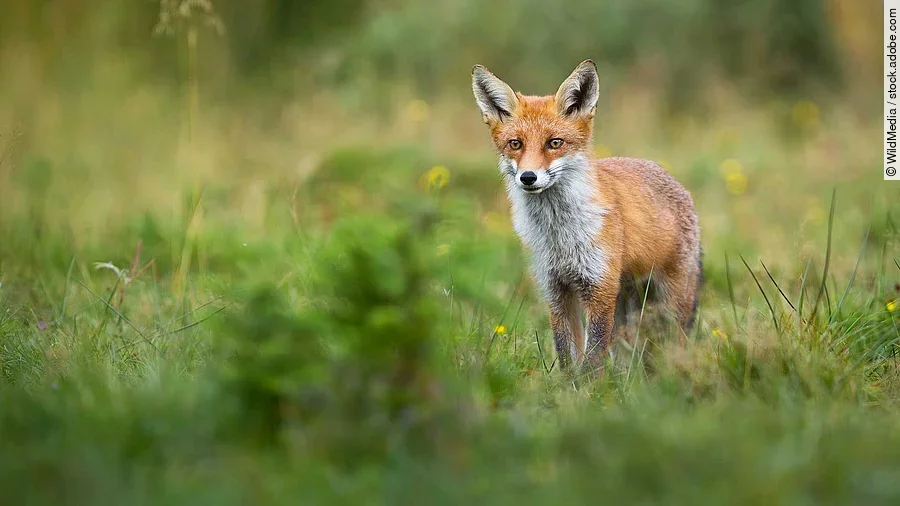 Alert red fox looking on a green glade in summer with copy space