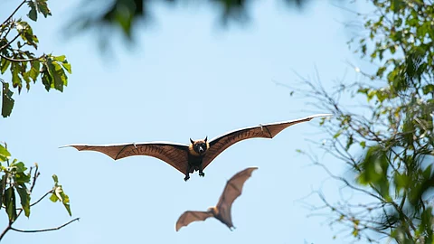 Zwei Fledermäuse fliegen im Himmel.