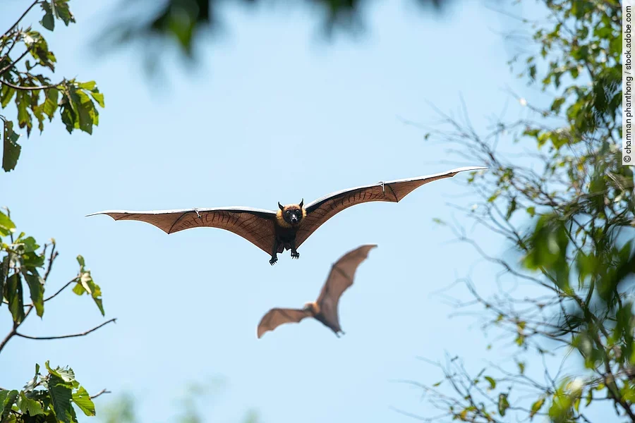 Zwei Fledermäuse fliegen im Himmel.