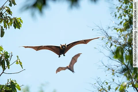 Zwei Fledermäuse fliegen im Himmel.