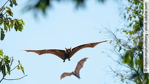 Zwei Fledermäuse fliegen im Himmel.