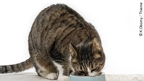 Katze beim Fressen Katze beim Fressen