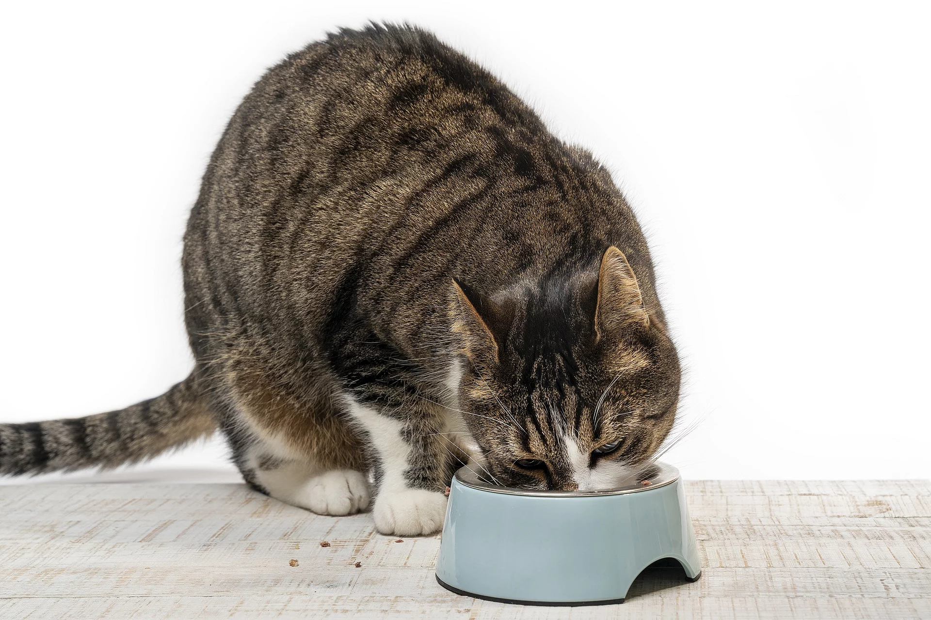 Katze beim Fressen