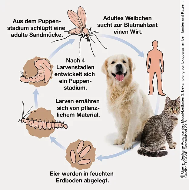 Ein Schema des Lebenszyklus einer Sandmücke.