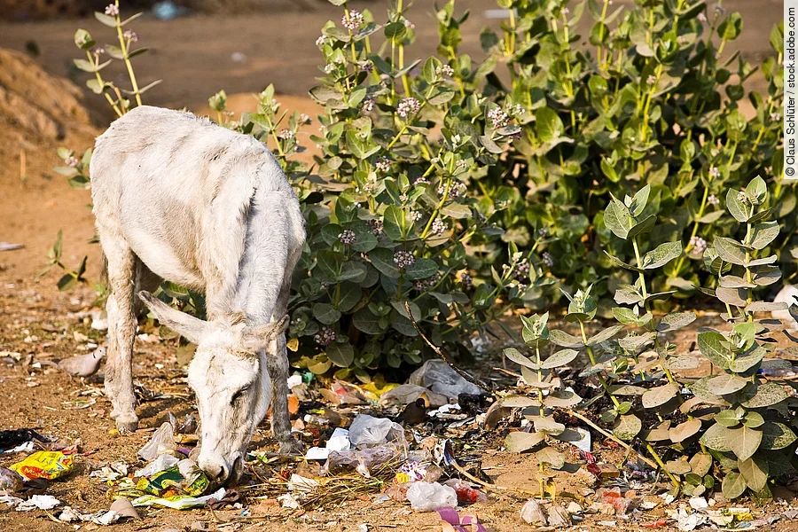Ein grauer Esel steht mitten im Müll neben einem grünen Strauch und sucht nach etwas Futter. Ein grauer Esel steht mitten im Müll neben einem grünen Strauch und sucht nach etwas Futter.