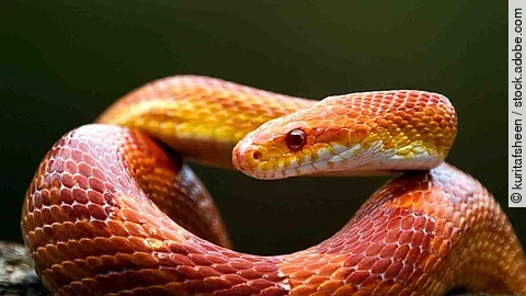 Red corn snake on branch, closeup snake