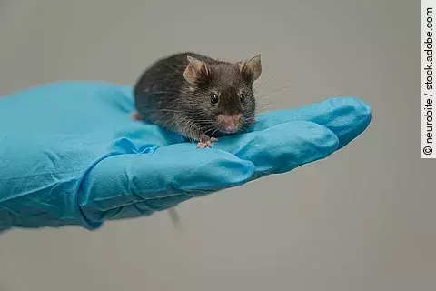 Labormaus auf einem Handschuh