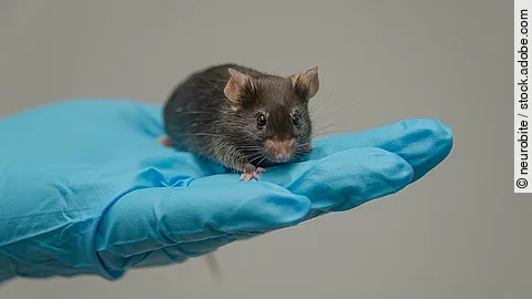 Labormaus auf einem Handschuh