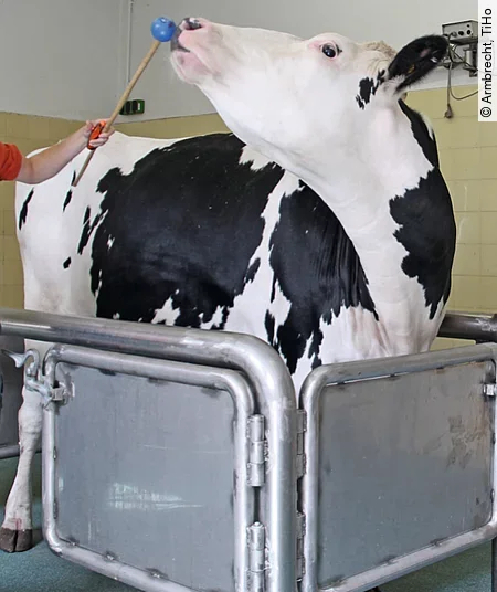 Ein schwarz-weiß geflecktes Rind bewegt seinen Kopf freiwillig nach rechts, um einen blauen Targetstab mit seiner Nase zu berühren.