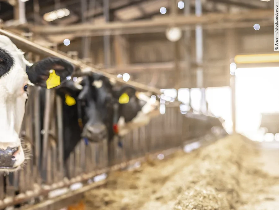 Kühe in einem alten Stall Vier Kühe stehen in einem Stall und schauen durch das Fressgitter. Die Kühe haben schwarz-weißes Fell und tragen Ohrmarken. Vor ihnen liegt Futter und im Hintergrund fällt Licht durch ein großes Tor in den Stall hinein.