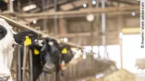 Vier Kühe stehen in einem Stall und schauen durch das Fressgitter. Die Kühe haben schwarz-weißes Fell und tragen Ohrmarken. Vor ihnen liegt Futter und im Hintergrund fällt Licht durch ein großes Tor in den Stall hinein. 