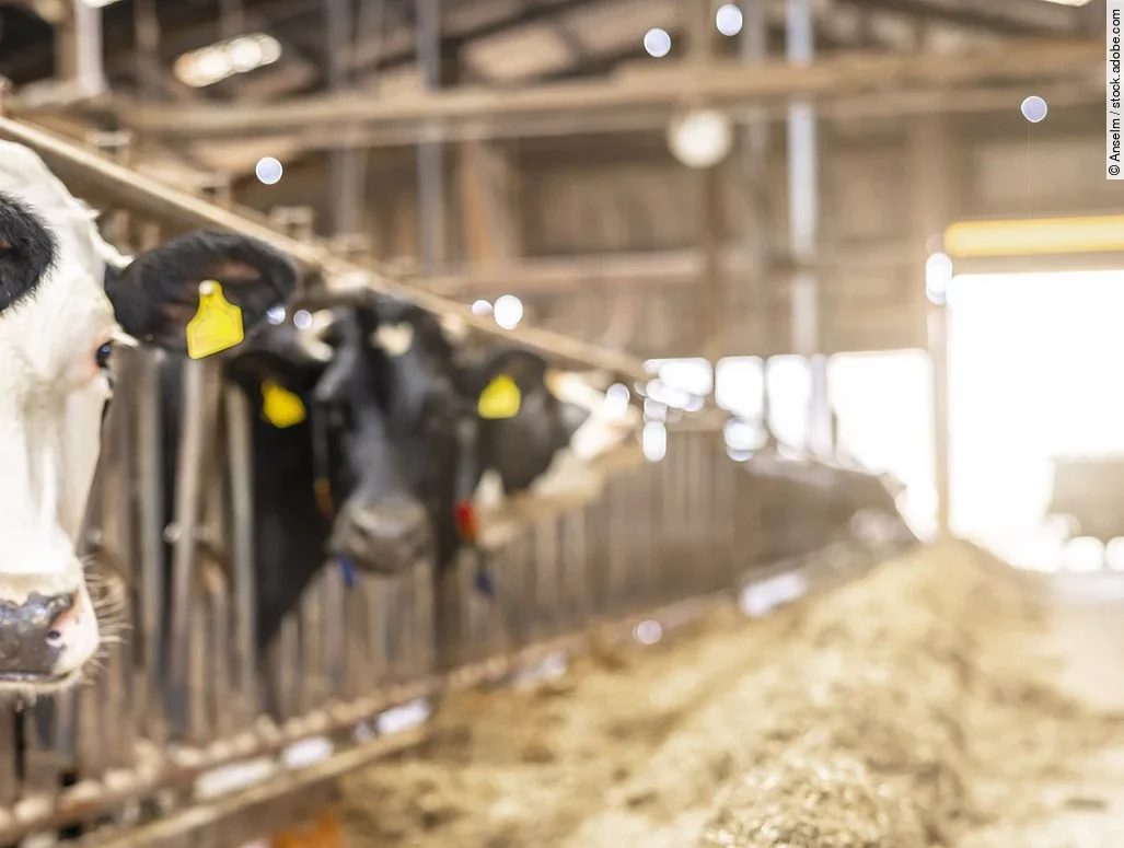 Vier Kühe stehen in einem Stall und schauen durch das Fressgitter. Die Kühe haben schwarz-weißes Fell und tragen Ohrmarken. Vor ihnen liegt Futter und im Hintergrund fällt Licht durch ein großes Tor in den Stall hinein. 