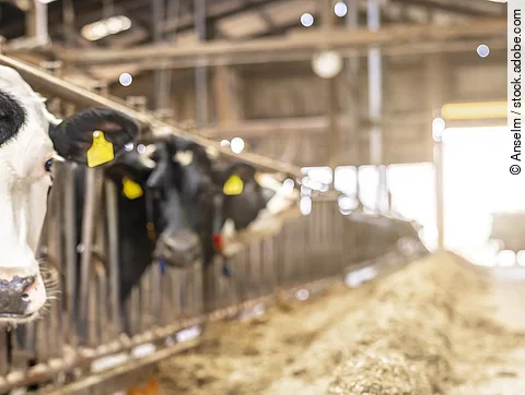 Vier Kühe stehen in einem Stall und schauen durch das Fressgitter. Die Kühe haben schwarz-weißes Fell und tragen Ohrmarken. Vor ihnen liegt Futter und im Hintergrund fällt Licht durch ein großes Tor in den Stall hinein. 