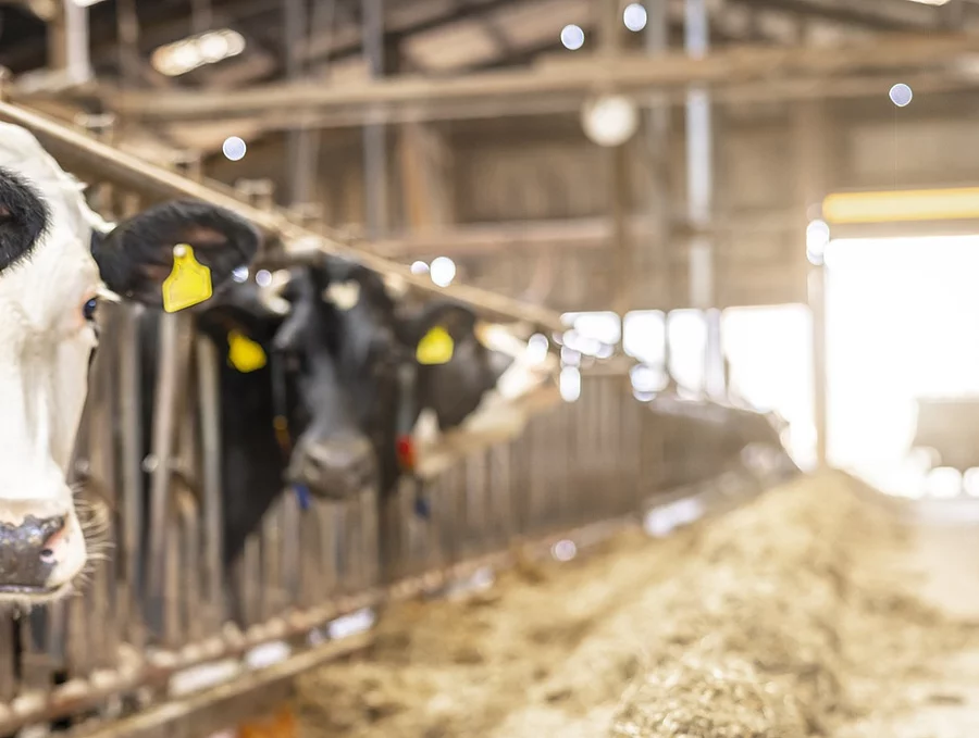 Vier Kühe stehen in einem Stall und schauen durch das Fressgitter. Die Kühe haben schwarz-weißes Fell und tragen Ohrmarken. Vor ihnen liegt Futter und im Hintergrund fällt Licht durch ein großes Tor in den Stall hinein. 