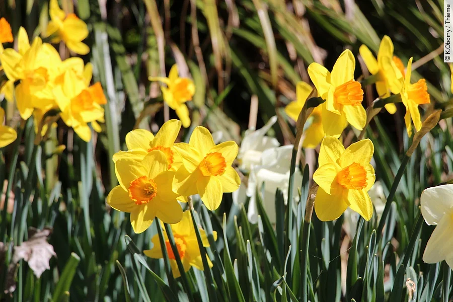 Osterglocken im Garten