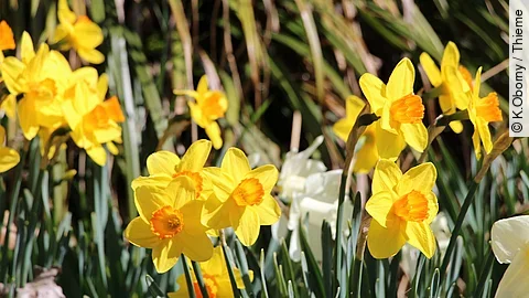 Osterglocken im Garten Osterglocken im Garten