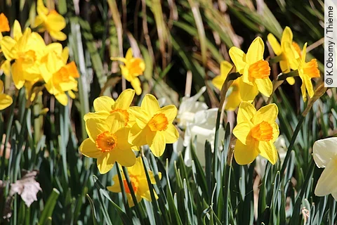 Osterglocken im Garten