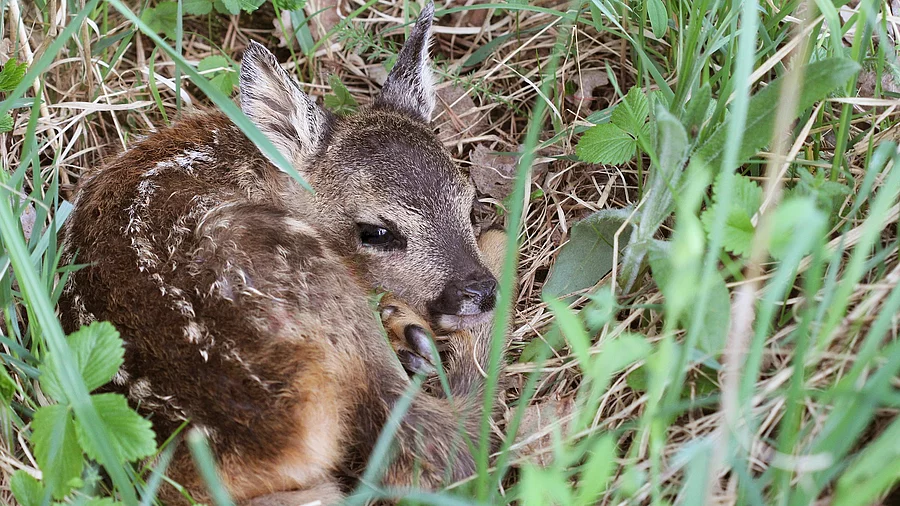 Kleines Reh im Gras. Kleines Reh im Gras. Capreolus capreolus. Wildtierszene aus der Natur. Das Gras ist hoch gewachsen und das Kitz hat braunes Fell mit weißen Punkten.
