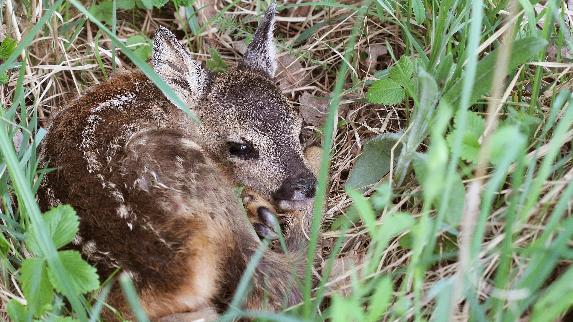 Kleines Reh im Gras. Capreolus capreolus. Wildtierszene aus der Natur. Das Gras ist hoch gewachsen und das Kitz hat braunes Fell mit weißen Punkten.