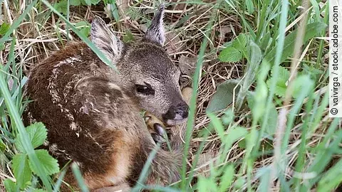 Kleines Reh im Gras. Capreolus capreolus. Wildtierszene aus der Natur. Das Gras ist hoch gewachsen und das Kitz hat braunes Fell mit weißen Punkten.