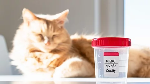 Adorable cat with a collecting urine sample for urinalysis. Urin