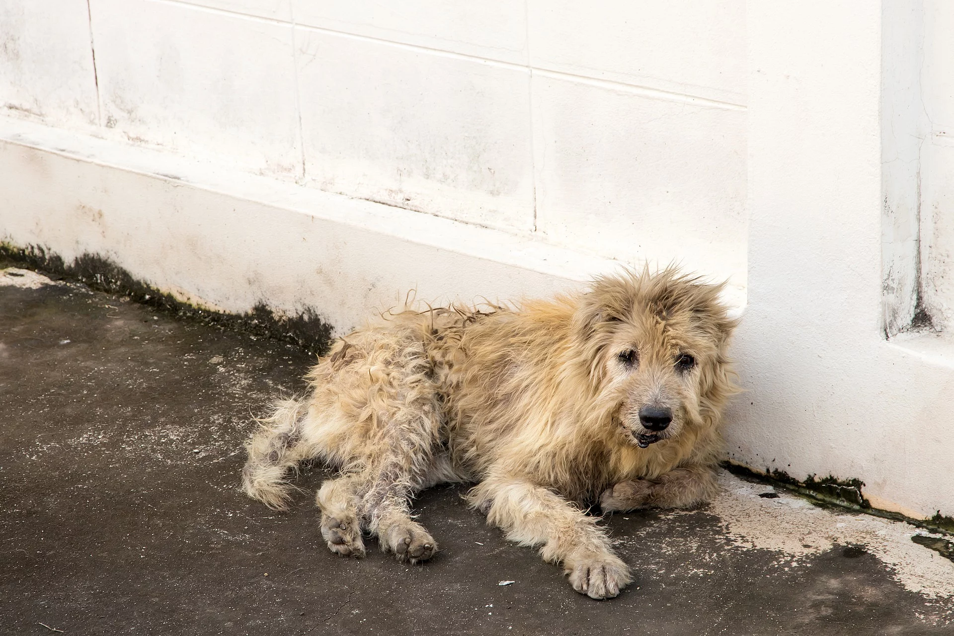 Straßenhund