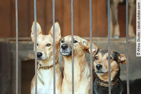 Drei Hunde sitzen in einem Käfig eine Tierheims. Die Hunde schauen durch die Gitterstäbe heraus. Zwei Hunde haben beiges Fell und der dritte Hund hat schwarz-braunes Fell.
