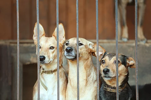 Drei Hunde sitzen in einem Käfig eine Tierheims. Die Hunde schauen durch die Gitterstäbe heraus. Zwei Hunde haben beiges Fell und der dritte Hund hat schwarz-braunes Fell.