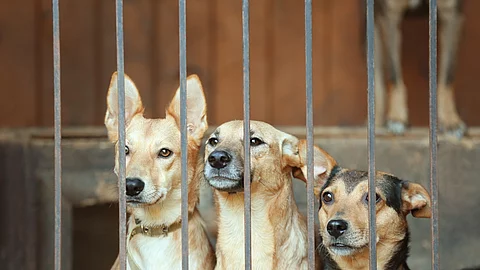 Obdachlose Hunde im Tierheimkäfig. Drei Hunde sitzen in einem Käfig eine Tierheims. Die Hunde schauen durch die Gitterstäbe heraus. Zwei Hunde haben beiges Fell und der dritte Hund hat schwarz-braunes Fell.