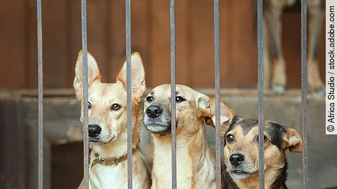 Drei Hunde sitzen in einem Käfig eine Tierheims. Die Hunde schauen durch die Gitterstäbe heraus. Zwei Hunde haben beiges Fell und der dritte Hund hat schwarz-braunes Fell.